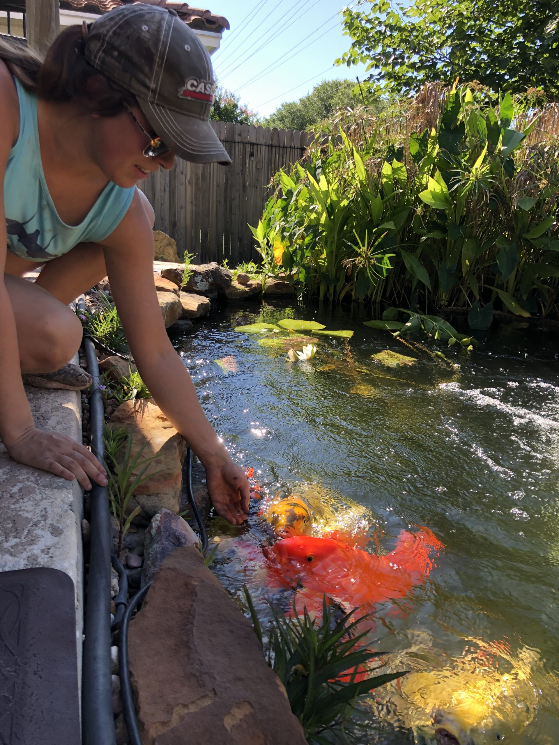 Koi Fish Adoption Program - Aquatic Escapes